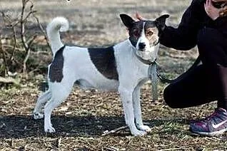 Michał do adopcji ,  łódzkie Skierniewice