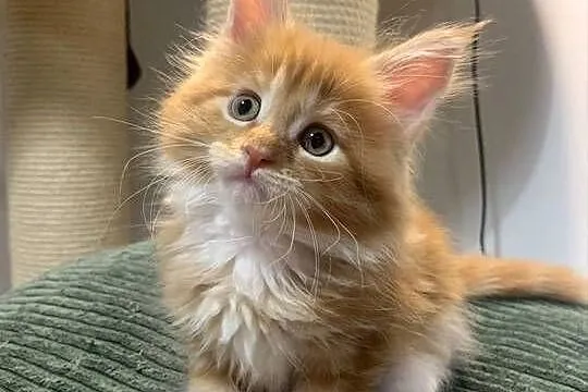 Kocica Maine Coon ruda z białym klasycznie pręgowana, Mazowieckie, Warszawa