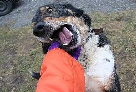 Canis dostał nowe życie, teraz czeka na nowego pan