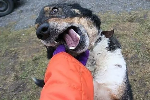 Canis dostał nowe życie, teraz czeka na nowego pan