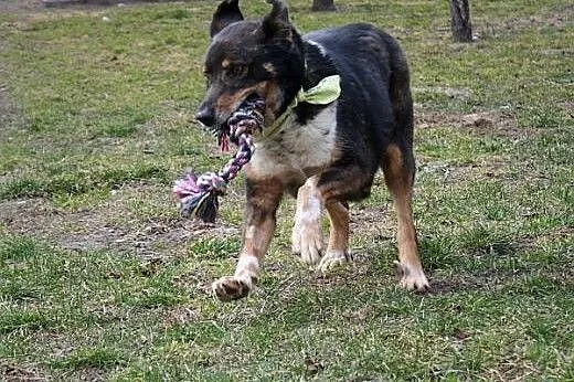 Canis dostał nowe życie, teraz czeka na nowego pan