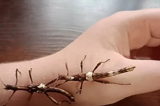 Parka straszyków filipińskich około L5