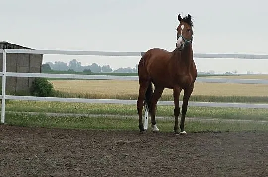 Wałach - 3,5 roku, , Piotrków