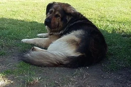 Bass, olbrzymi misiek w typie KAUKAZA szuka domu!,