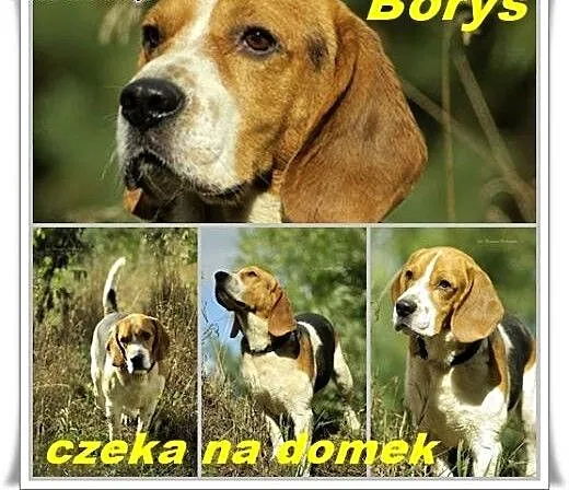 BORYS wciąż czeka na dom , Beagle cała Polska