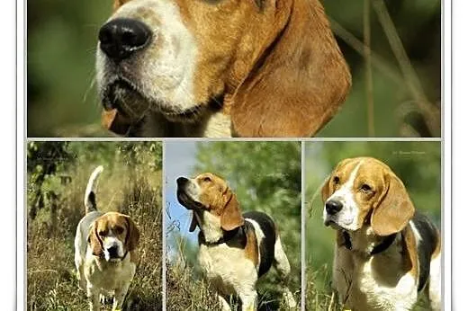 BORYS wciąż czeka na dom ,  Beagle cała Polska