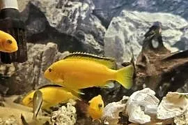 Sprzedam pyszczaki yellow i red red ok 20 sz cena 15-50