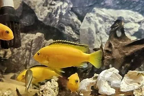 Sprzedam pyszczaki yellow i red red ok 20 sz cena 15-50
