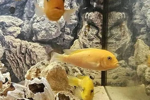 Sprzedam pyszczaki yellow i red red ok 20 sz cena 15-50, Podlaskie, Suwałki
