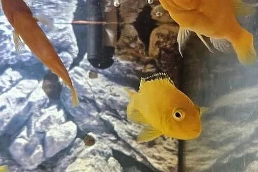 Sprzedam pyszczaki yellow i red red ok 20 sz cena 15-50, Podlaskie, Suwałki
