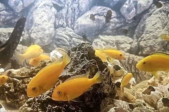 Sprzedam pyszczaki yellow i red red ok 20 sz cena 15-50, Podlaskie, Suwałki
