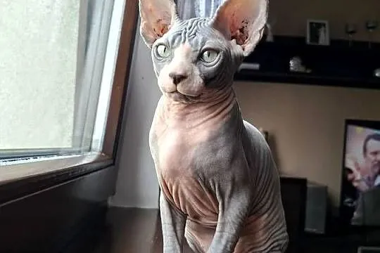 Sfinks Kanadyjski