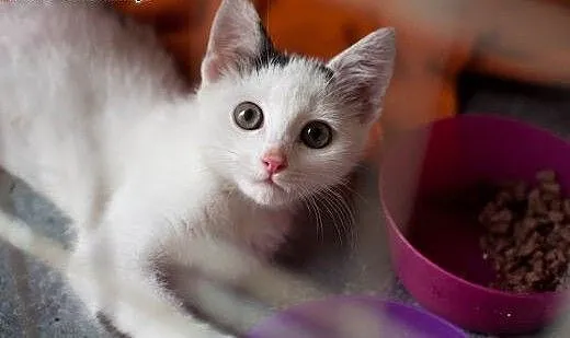 Lola – cudna biała 3 miesięczna koteczka