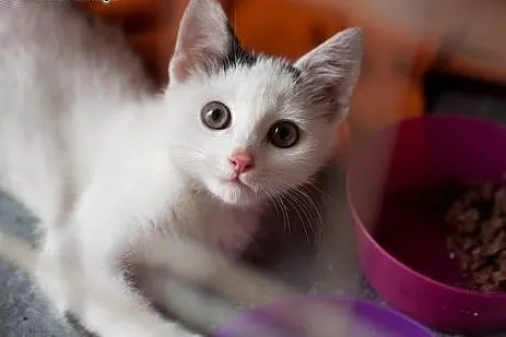 Lola &#8211; cudna biała 3 miesięczna koteczka