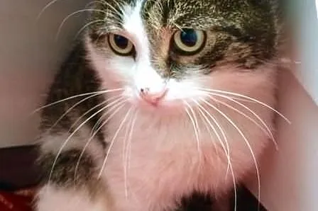 Fluffy- puszysty przystojniak