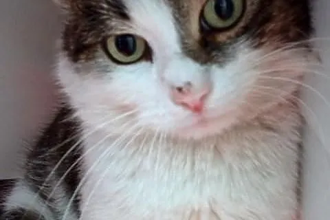 Fluffy- puszysty przystojniak