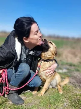 Jessi - kochana, młodziutka sunia z łaciatym noskiem!  Jessi- młoda, filigranowa dziewczyna szuka od, , Wrocław