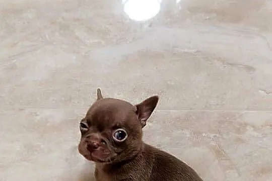 Chihuahua czekoladowa