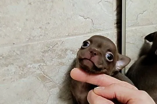 Chihuahua czekoladowa, Mazowieckie, Warszawa