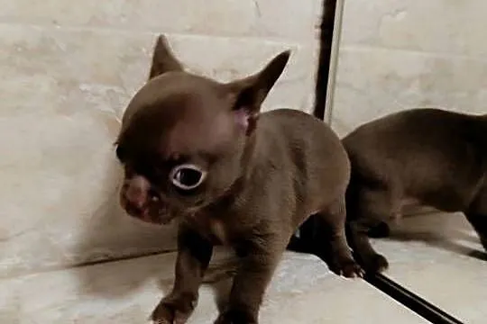 Chihuahua czekoladowa, Mazowieckie, Warszawa