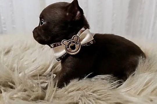 Chihuahua czekoladowa, Mazowieckie, Warszawa