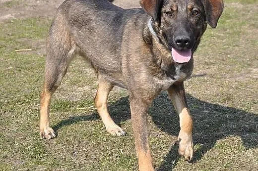 LILI - świetna, towarzyska roczna sunia do adopcji,  mazowieckie Warszawa