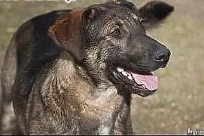 LILI - świetna, towarzyska roczna sunia do adopcji