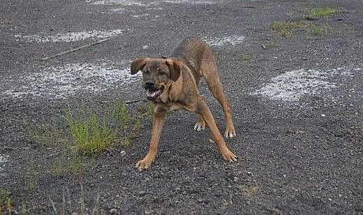 Bruno - żywiołowy młodziak do adopcji !, dolnoślą