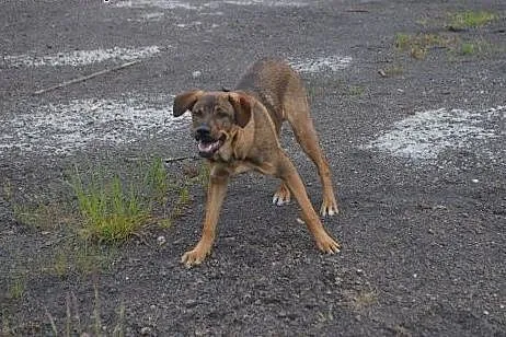 Bruno - żywiołowy młodziak do adopcji !, dolnośląskie Wałbrzych