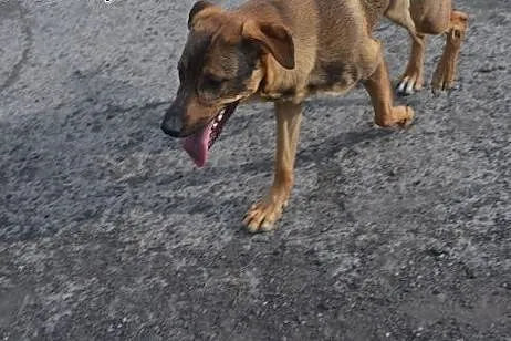 Bruno - żywiołowy młodziak do adopcji !,  dolnoślą