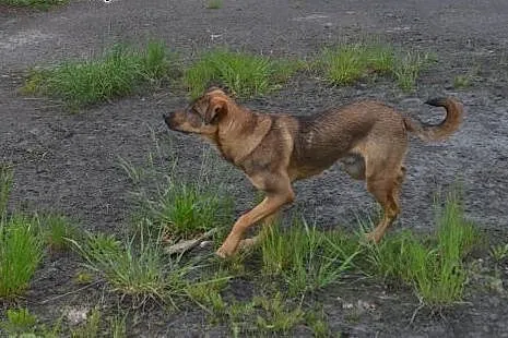 Bruno - żywiołowy młodziak do adopcji !,  dolnoślą