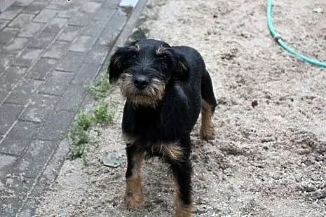 Frida szuka domu,  dolnośląskie Głogów