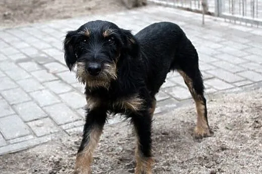 Frida szuka domu,  dolnośląskie Głogów