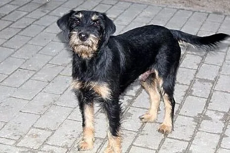Frida szuka domu,  dolnośląskie Głogów