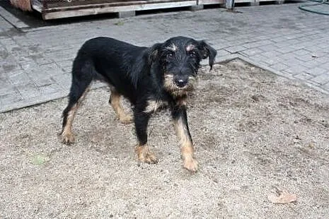 Frida szuka domu,  dolnośląskie Głogów