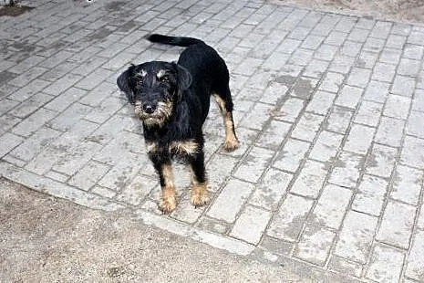 Frida szuka domu,  dolnośląskie Głogów