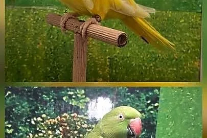 Para lęgowa aleksandrett, Wielkopolskie, Koninko