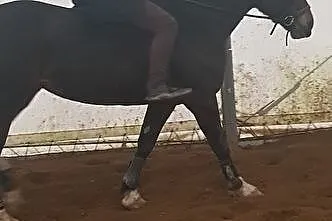Cudowna klacz do współdzierżawy, , 