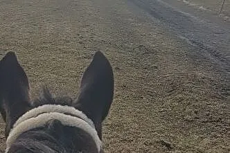 Cudowna klacz do współdzierżawy, , 