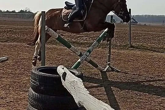 Jazda konna, , 