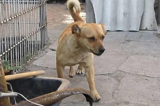 Maniek, nie chce do schroniska i prosi o dom,  maz
