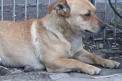 Maniek, nie chce do schroniska i prosi o dom,  maz