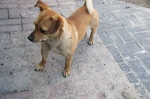 Maniek, nie chce do schroniska i prosi o dom,  maz