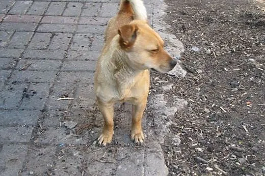 Maniek, nie chce do schroniska i prosi o dom,  maz