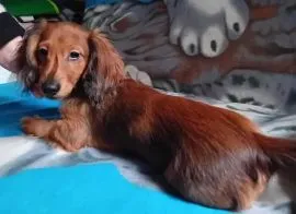 Jamniczek miniaturowy długowłosy zaszczepiony, zaczipowany
