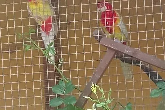 Papugi rozelie bialolice para, Kraków