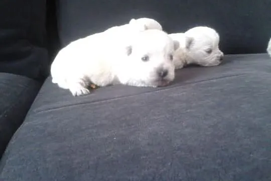 West Highland White Terrier szczenięta rodowód ZHP