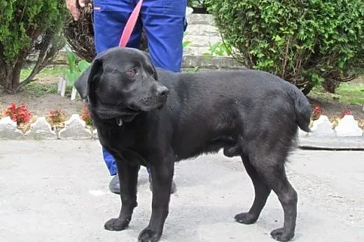 Egon - w typie czarnego labradora,  małopolskie Kr