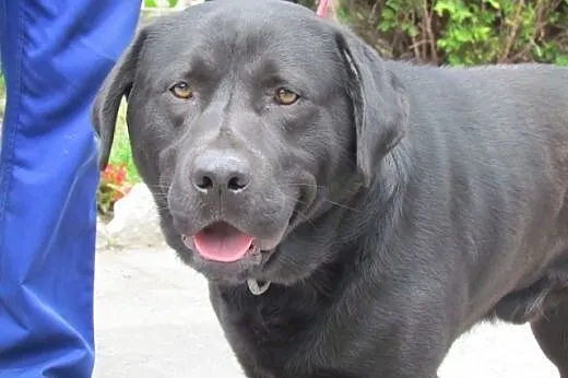 Egon - w typie czarnego labradora,  małopolskie Kr