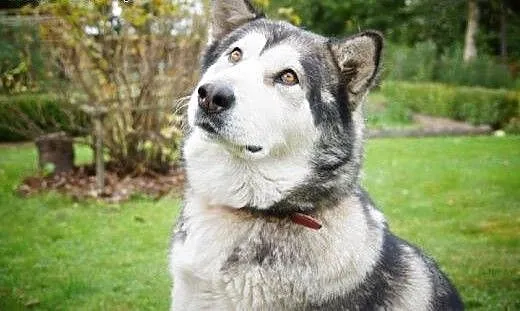 Kala - spokojna, kontaktowa suczka do adopcji, do
